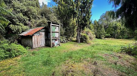 The 1999 replica hut is in a large clearing. | Adams Flat Hut, Kahurangi National Park