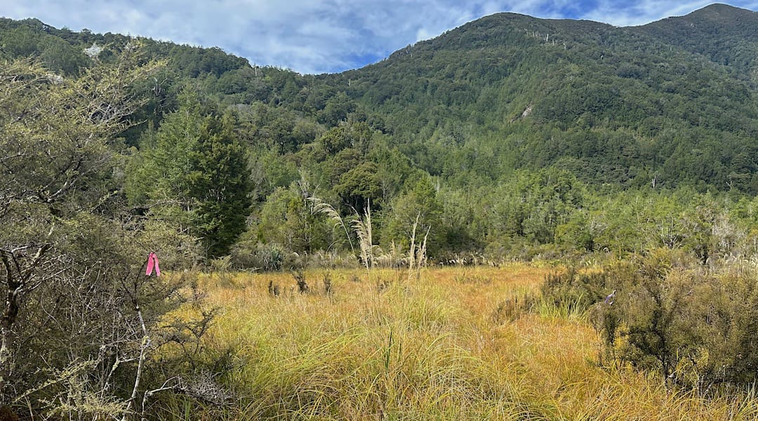The swamp before the climb up to Unnamed Saddle.  | West Coast blog, April 2023