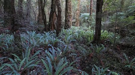 The track along the Kakapo River valley is very well marked.  | West Coast blog, April 2023