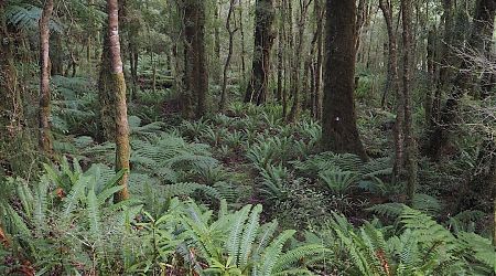 Beautiful forest, easy walking in the Kakapo River valley.  | West Coast blog, April 2023