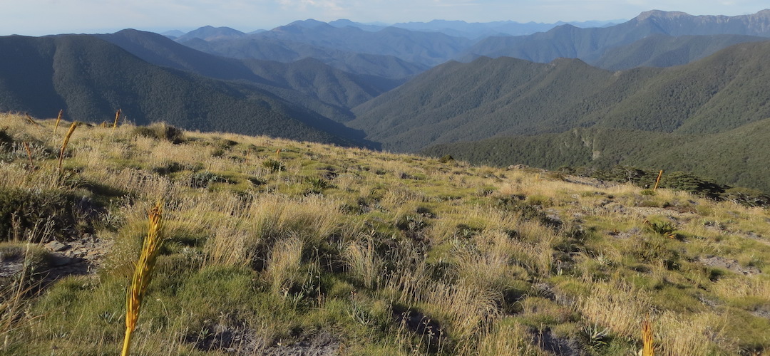 Pelorus River from Mt Starveall, Alpine Route, Mt Richmond Forest Park