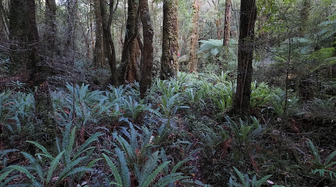Plenty of markers and not much track in the Kākāpo River valley. | Kākāpo River loop, Kahurangi National Park