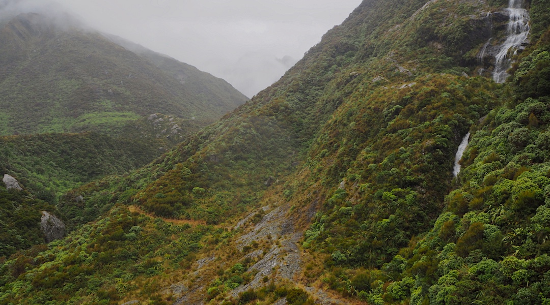Track to Harmon Hut and Pass, an old 1860s miners' track. West Coast