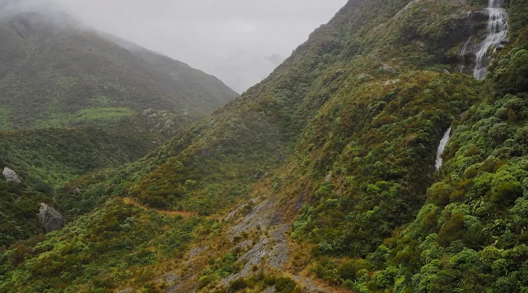 Track to Harmon Hut and Pass, an old 1860s miners' track. West Coast