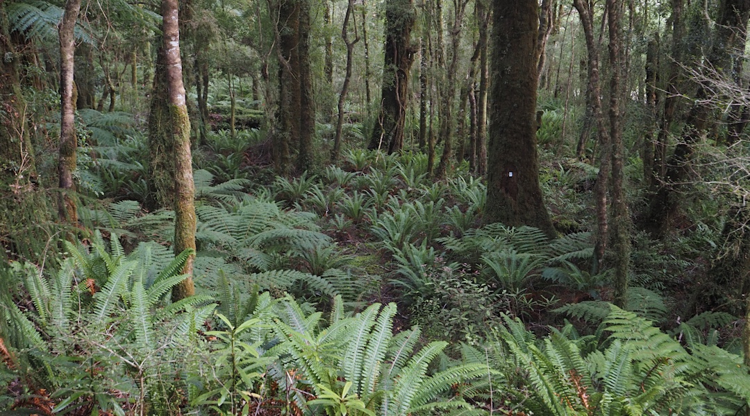 Yeah, that's the track right there. | South Coast Track, Southland