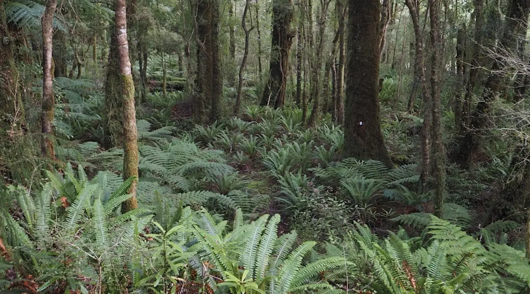 Yeah, that's the track right there. | South Coast Track, Southland