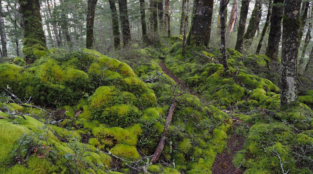 This is some splendid mossy track on way to Rodger Inlet. | Lake Monowai, Fiordland National Park
