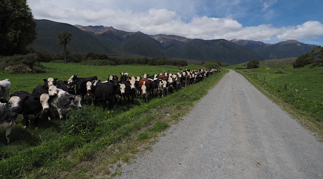 Welcoming committee near the Matakitaki River bridge and DOC carpark.  | Nelson Lakes National Park