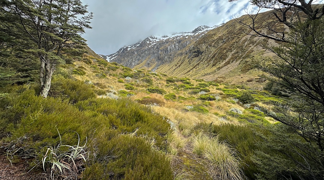 View from the Burn Creek Hut door, up the north branch. | Burn Creek, Nelson Lakes National Park