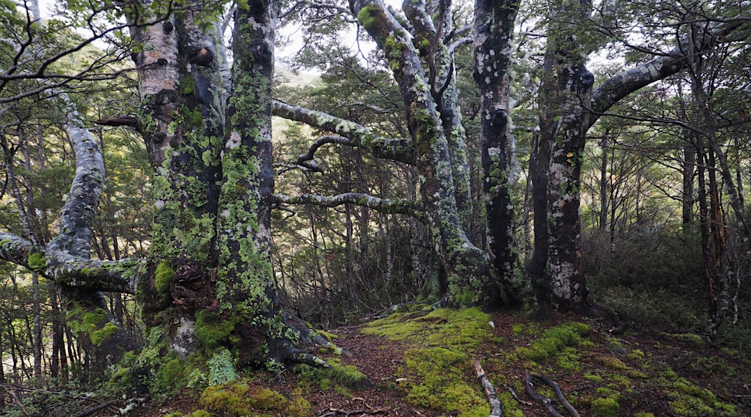 Mature mountain beech trees near a small rivulet above the Burn Creek Hut.  | Burn Creek, Nelson Lakes National Park