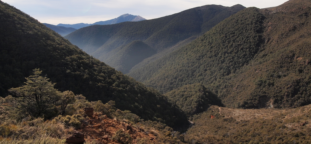 Top Wairoa hut, Alpine Route, Mt Richmond Forest Park