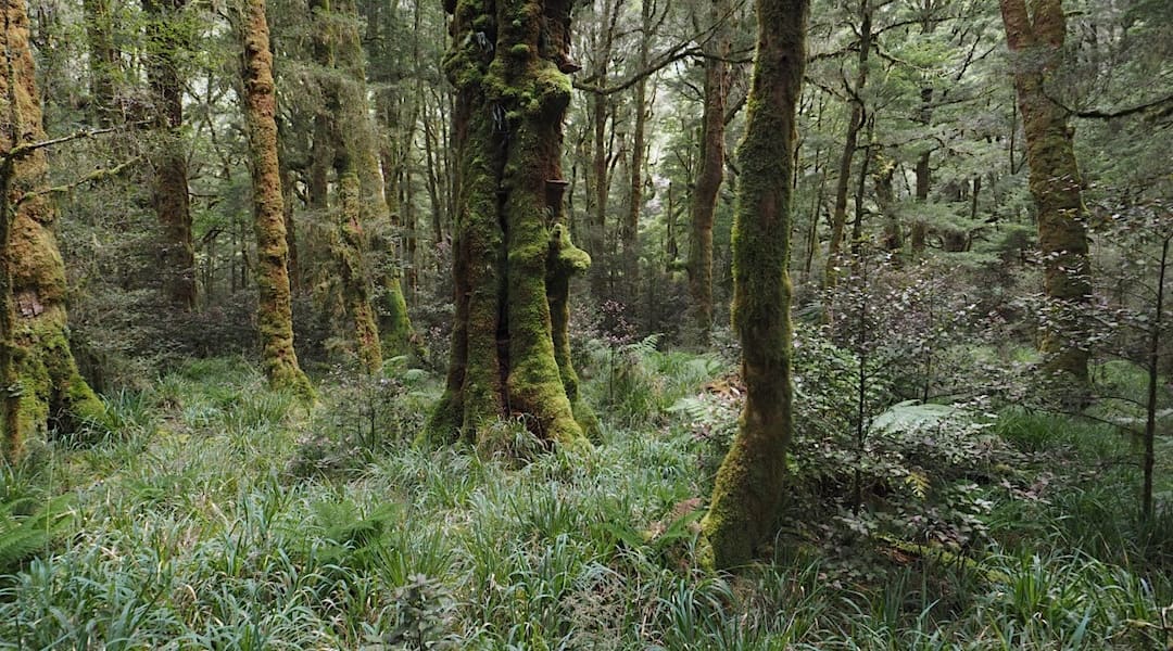 Johnson River Track 1.jpg