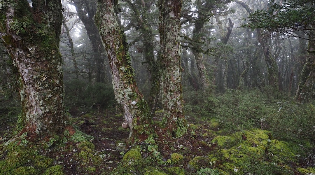 Silver beech forest in the mist. | Mt Curtis track, Victoria Forest Park