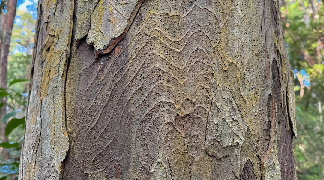 Rimu bark on Ulva Island. | Patterson Inlet/Whaka a Te Wera, Rakiura/Stewart Island