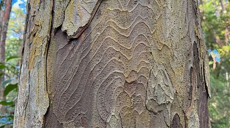 Rimu bark on Ulva Island. | Patterson Inlet/Whaka a Te Wera, Rakiura/Stewart Island