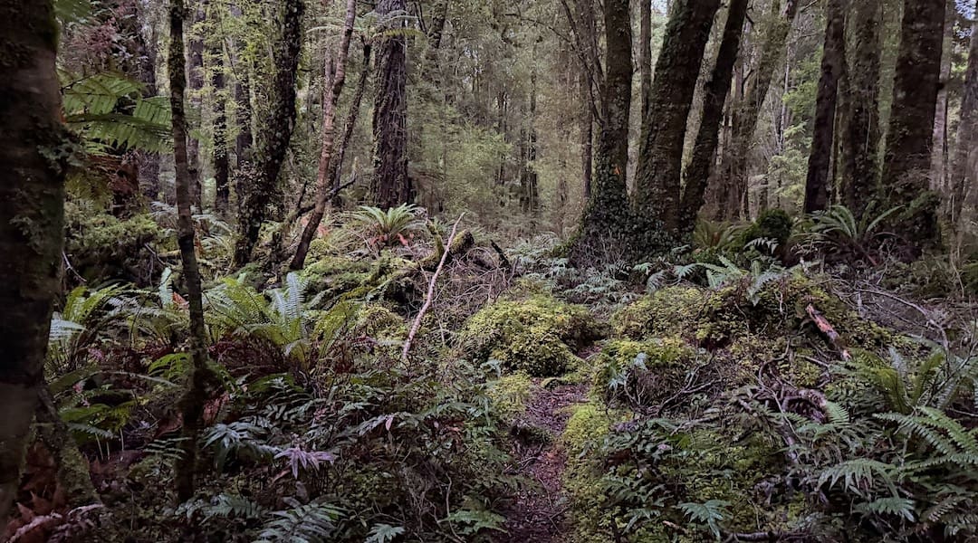 Track on the way to Waitutu Hut. | South Coast Track, Fiordland National Park 