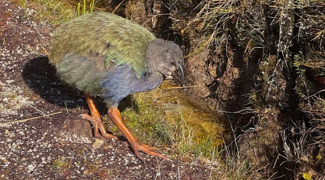 Takehe chick out and about. | Saxon Hut, Heaphy Track