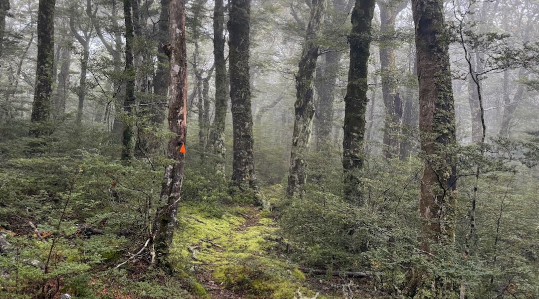 Plenty of little-used track like this. | Upper Cromel Valley, Eyre Mountains, Southland