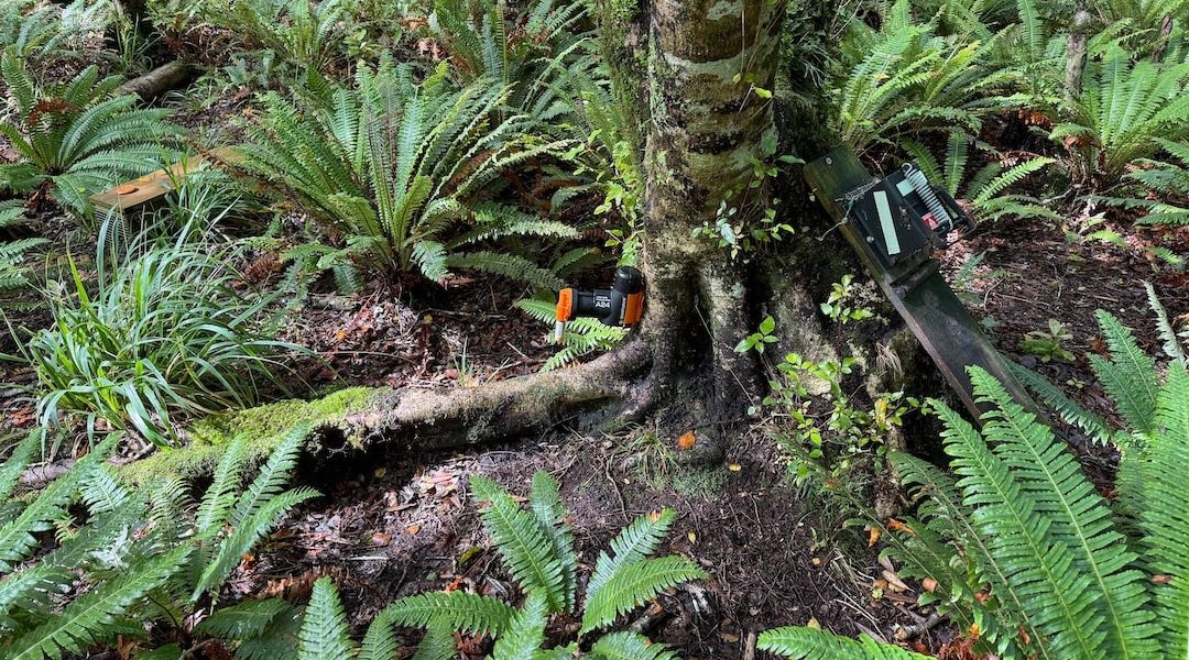 Three traps, including a self-resetting trap.