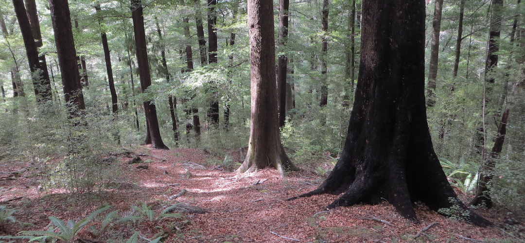 red beech forest in the Pelorus River valley