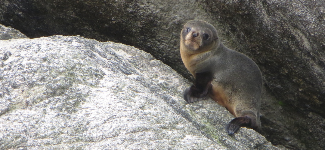 seal pup on Heaphy Track, Kahurangi National Park