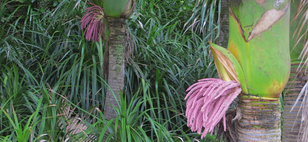 Nikau palm flowering on Heaphy Track, Kahurangi National Park