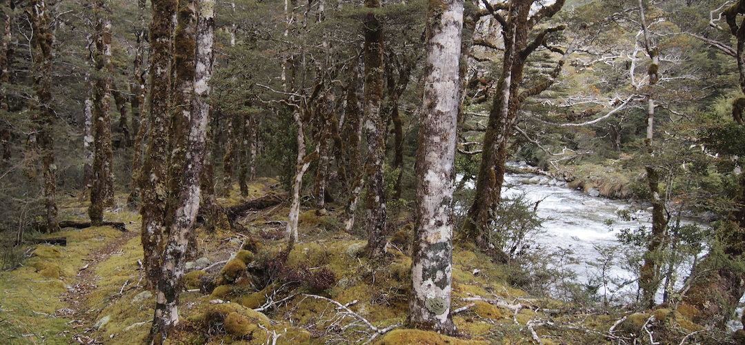 Near East Mataki Hut, Nelson Lakes National Park