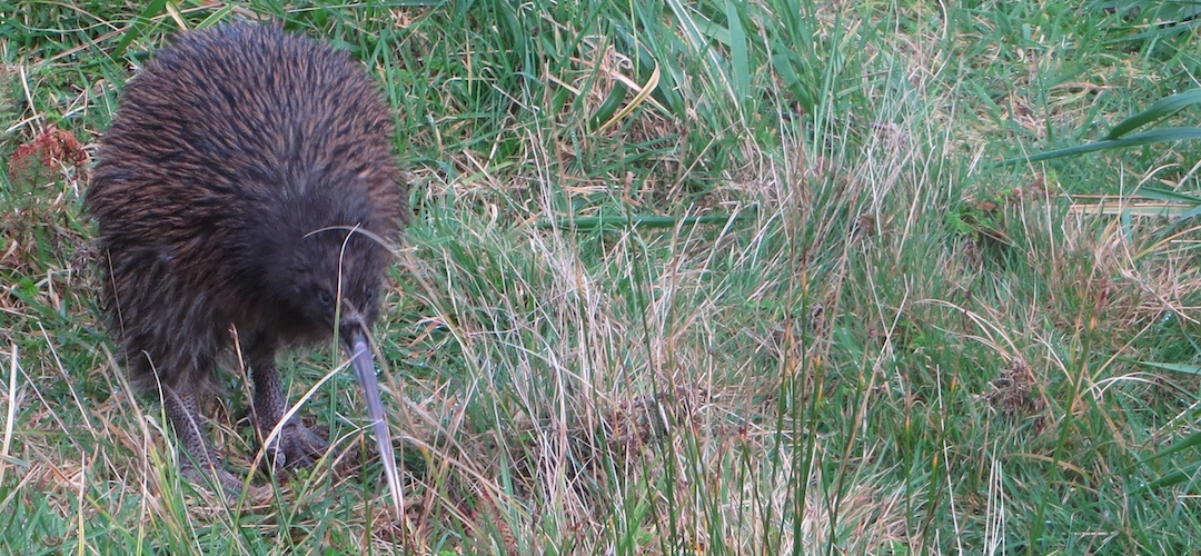 kiwi at Long Harry hut, Northwest Circuit, Rakiura National Park