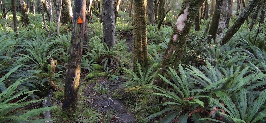 Near Freshwater hut, Northwest Circuit, Rakiura National Park