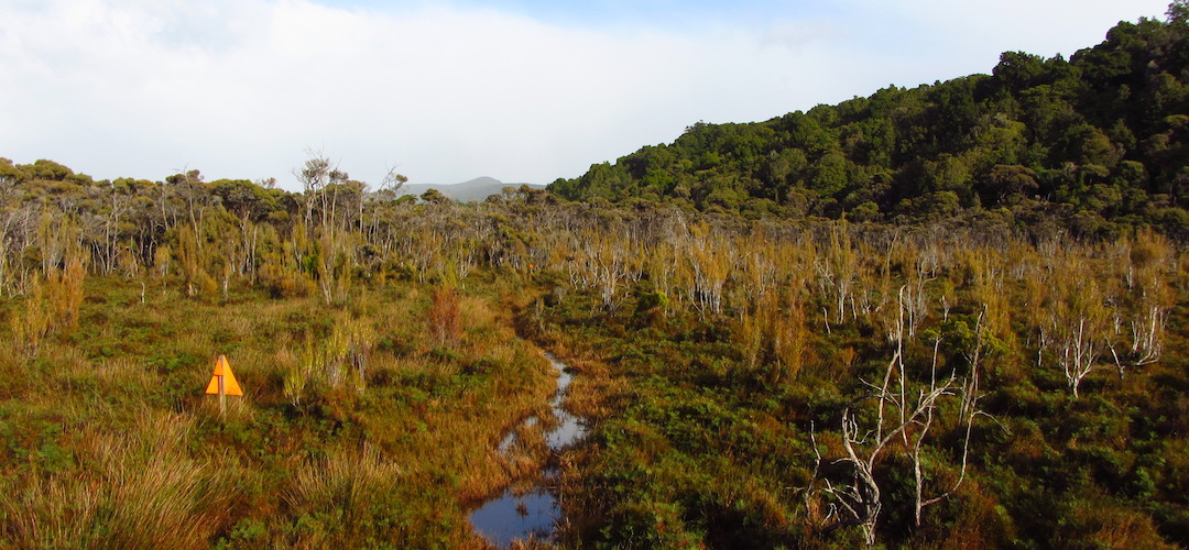 Near Rakeahua hut, Southern Circuit, Rakiura National Park