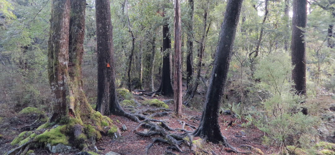 Typical red beech forest out the back of Nelson, Mt Richmond Forest Park