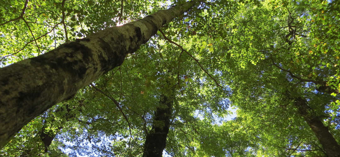 Red beech forest near Kiwi Pass, Lake Sumner Forest Park