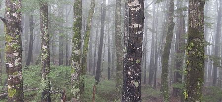 Wow, beautiful beech forest near the Mt Robert carpark on the start of the track to Speargrass Hut.| Nelson Lakes National Park Big Circuit